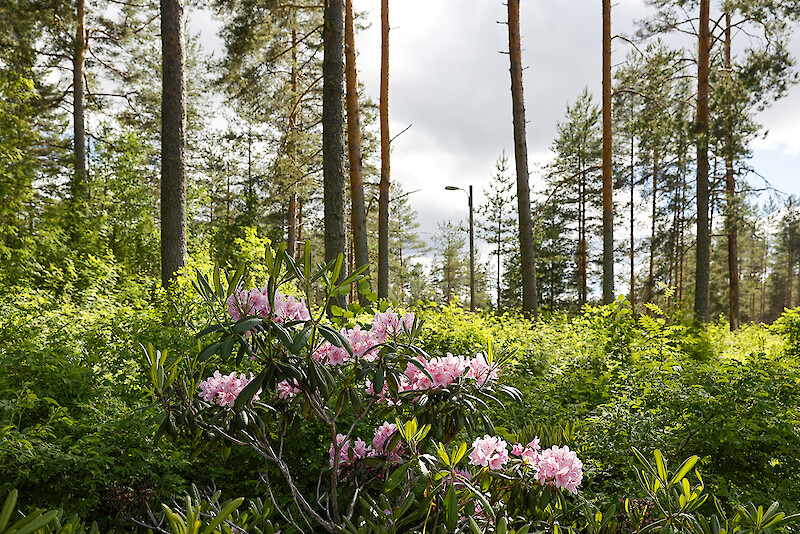 Alppiruusuja polulla